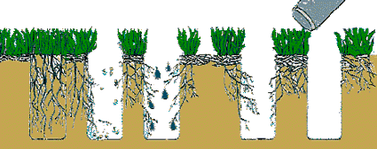 lawn aeration