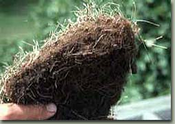 lawn aeration